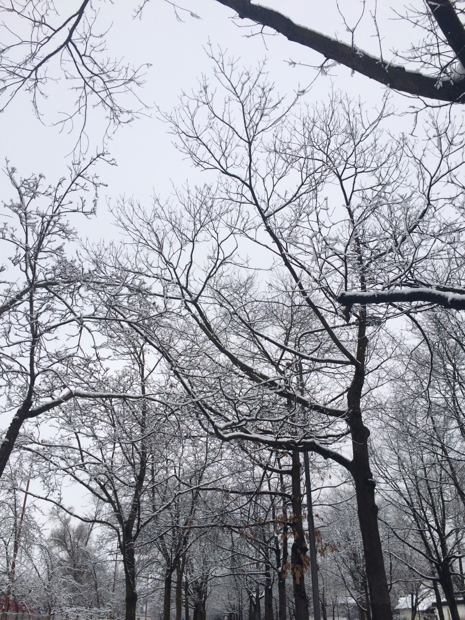 Magic trees. Patiently waiting for spring.