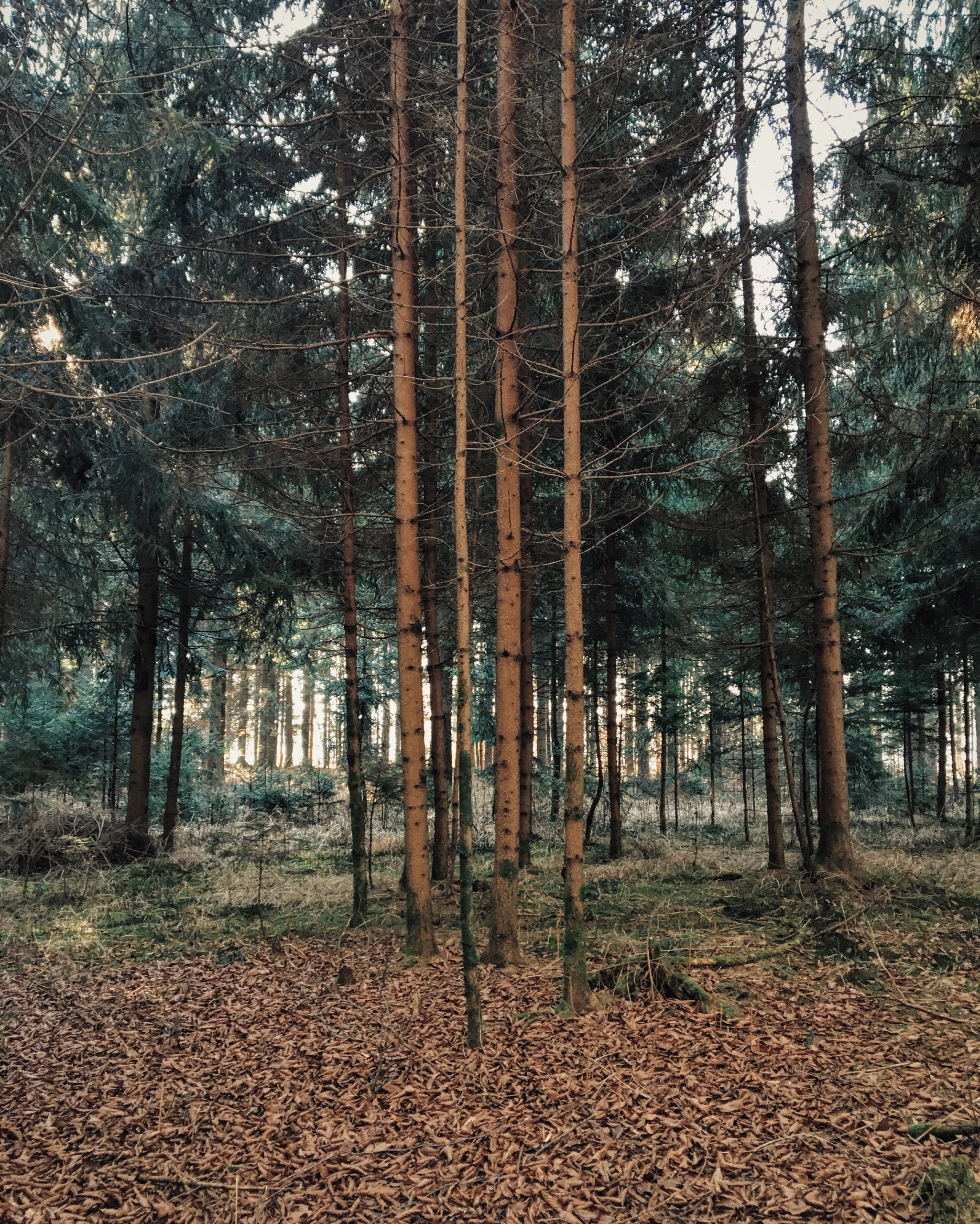 In the woods.