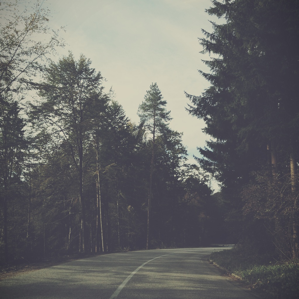 I love nature. I love trees and I love the forest.