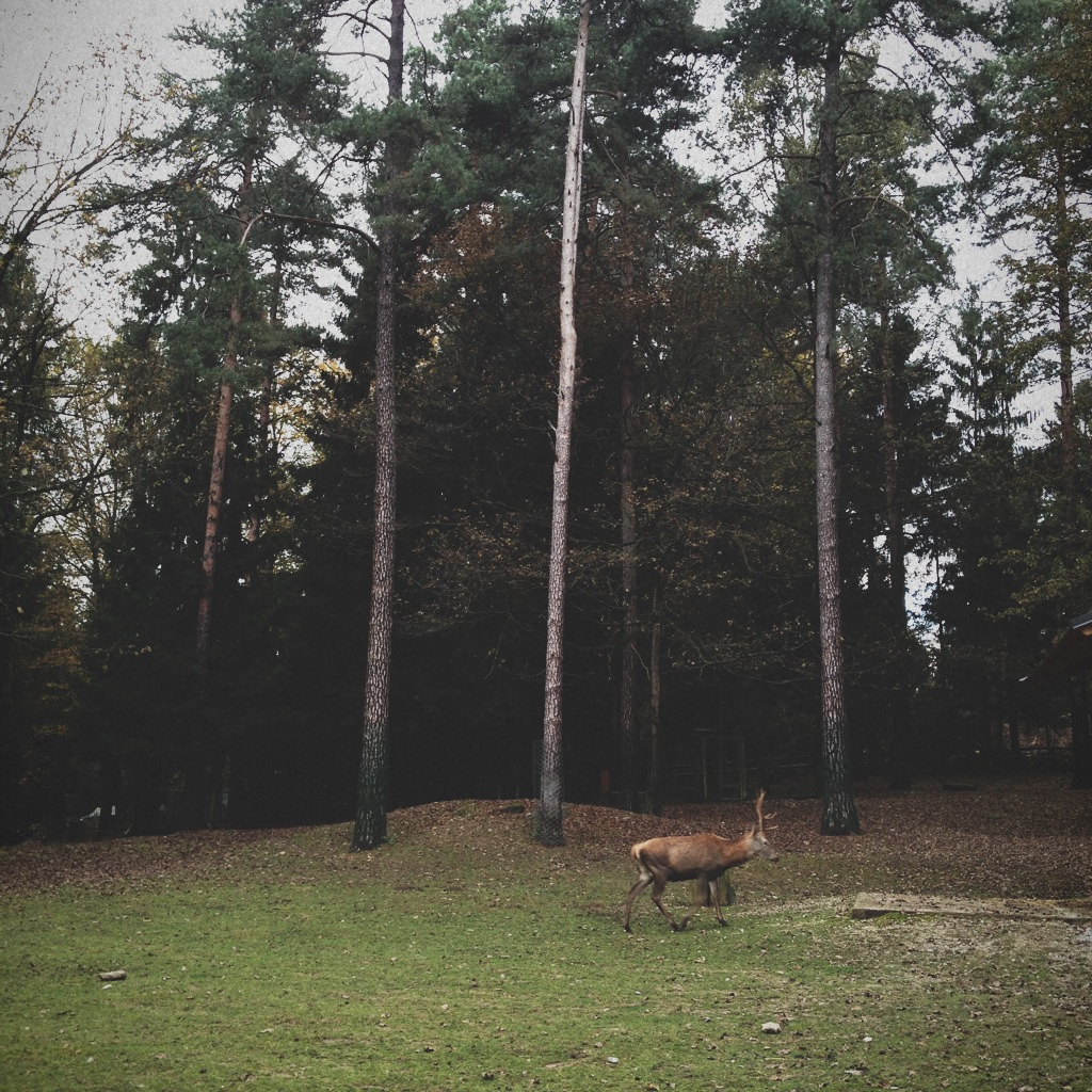 Day at the ZOO.