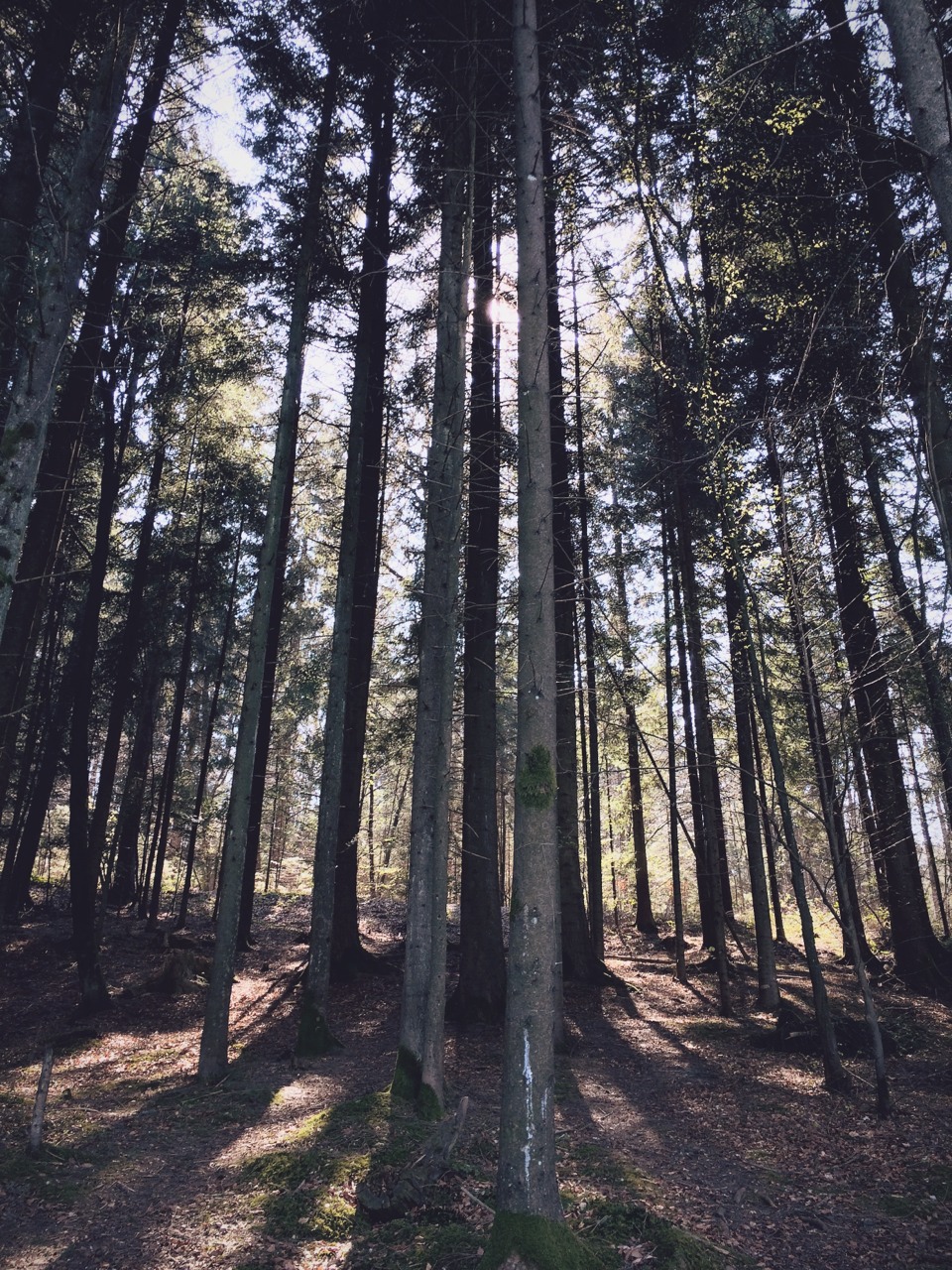 A day in the woods.